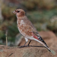 Crimson-winged Finch (African)
